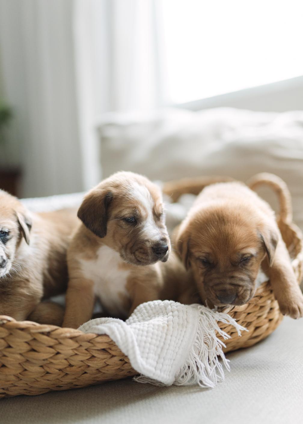 Enlarge Sully , a ADOPTABLE mixed breed in Spring hill, TN image 5/5