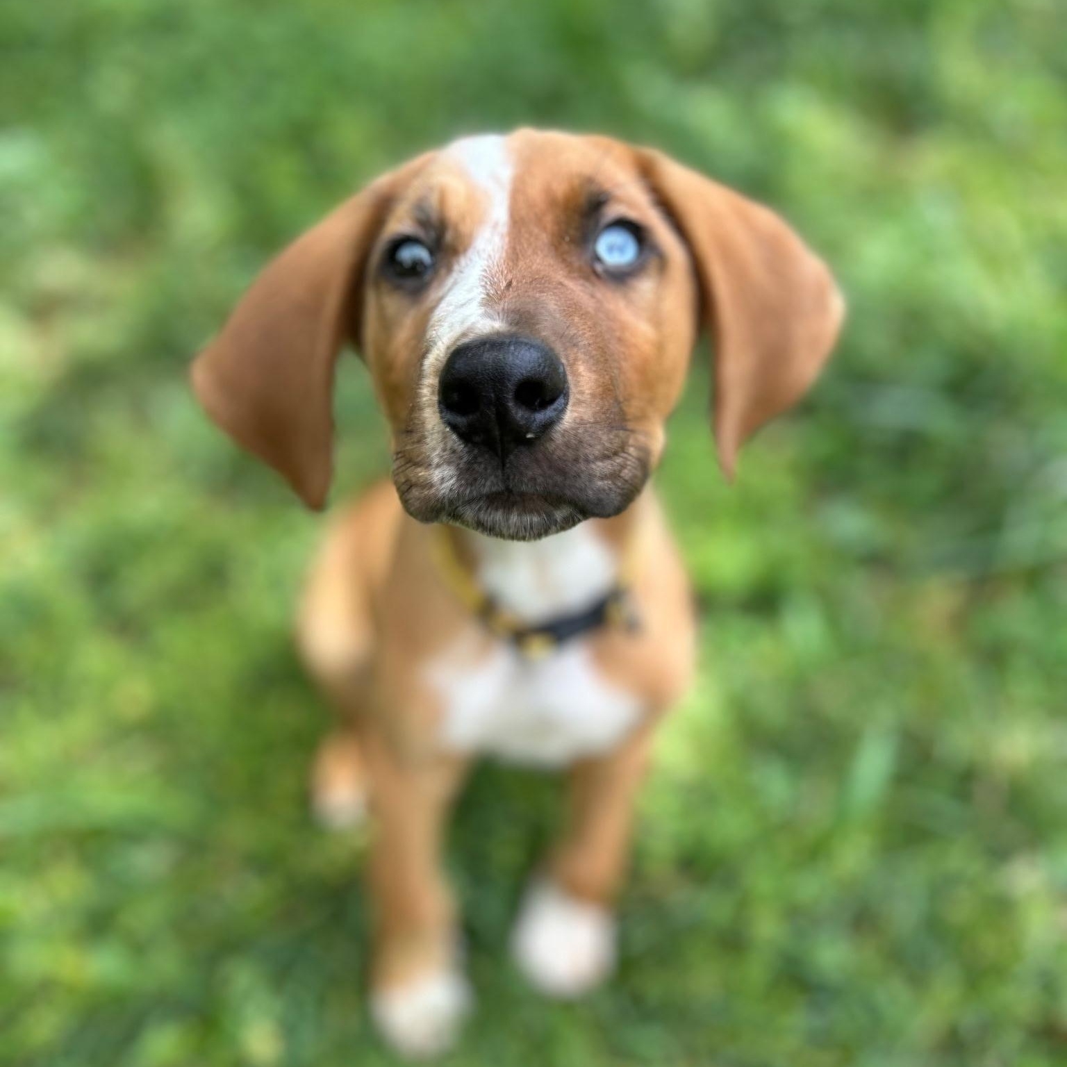 Sully , ADOPTABLE, Puppy Male Hound & Australian Shepherd.