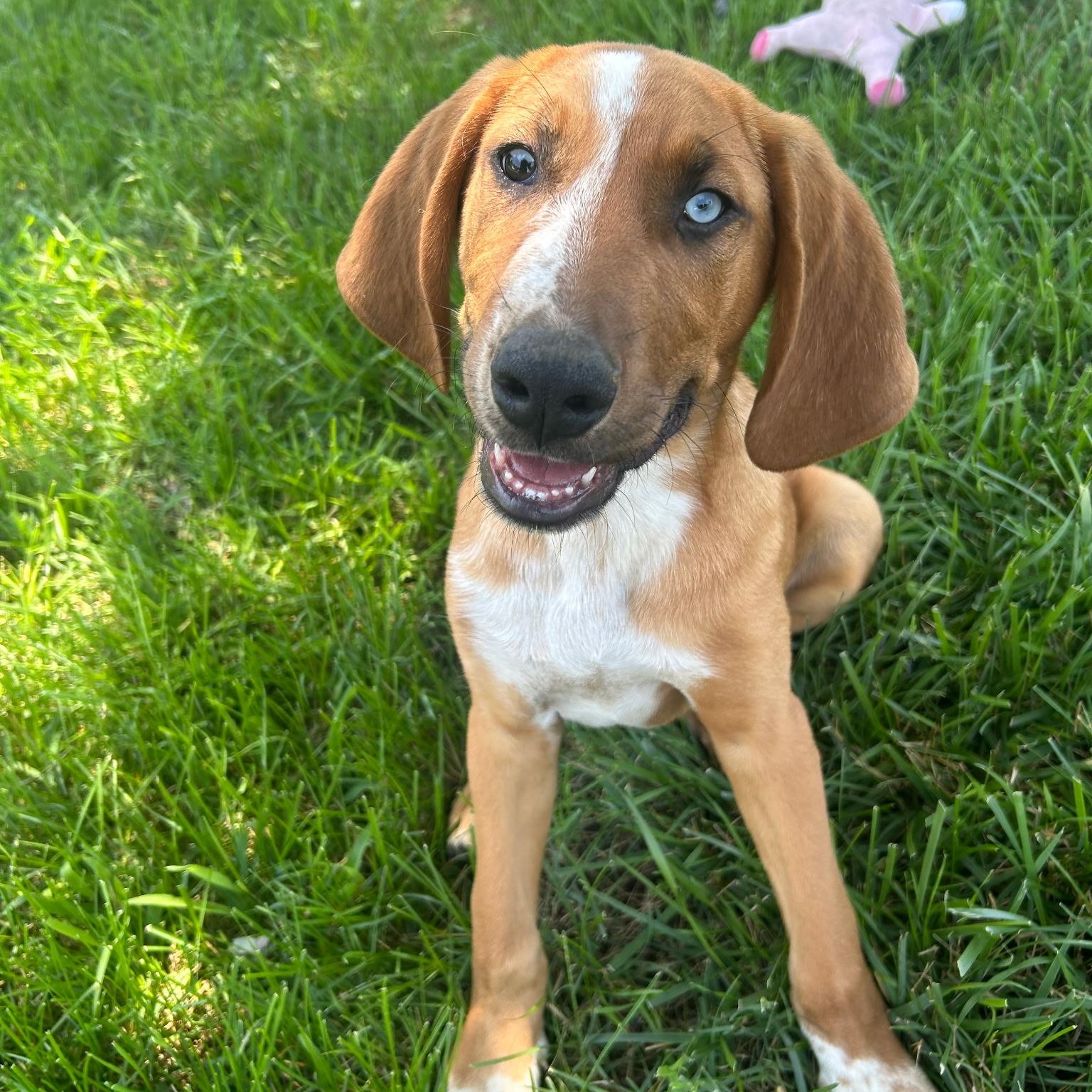Sully , ADOPTABLE, Puppy Male Hound & Australian Shepherd.