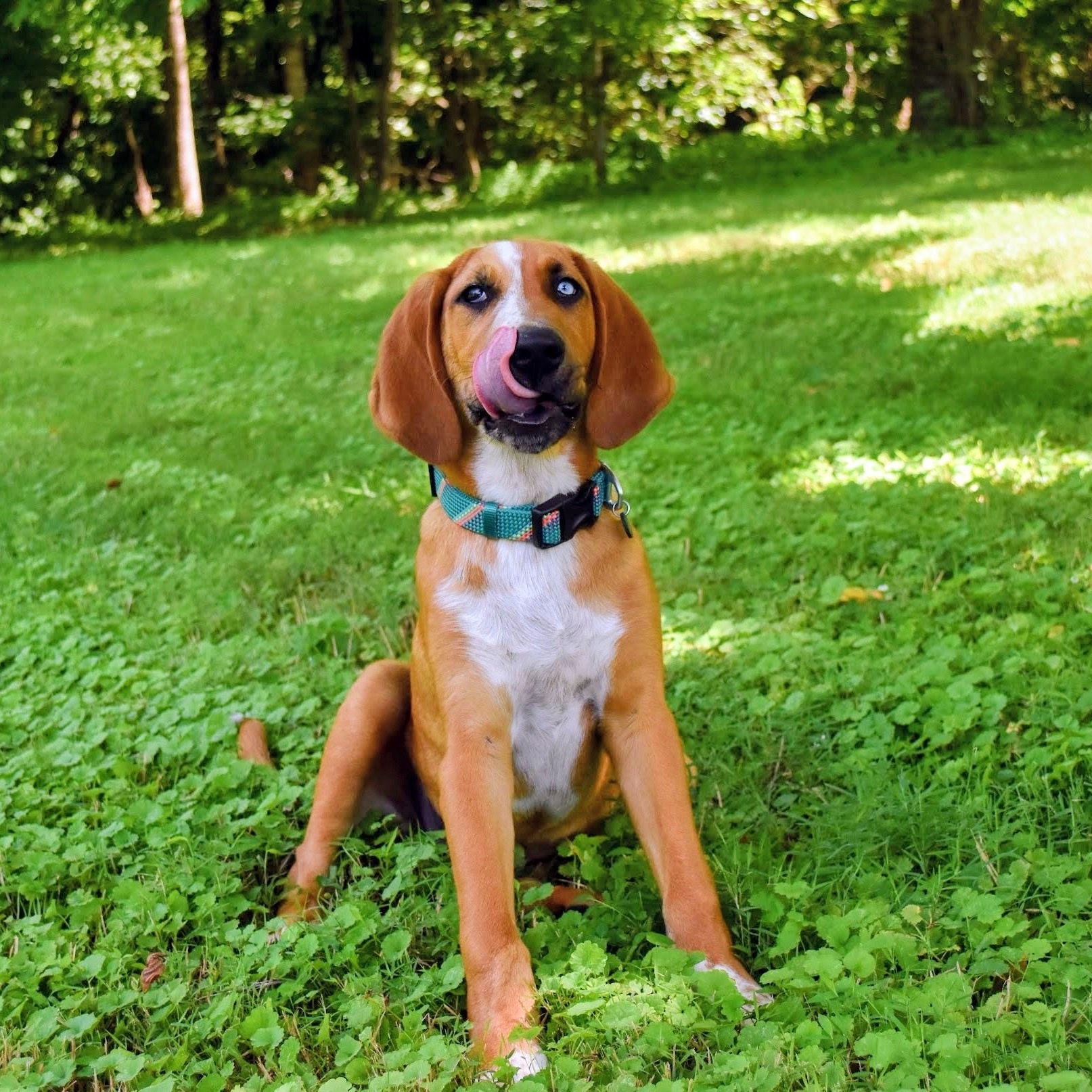 Sully , ADOPTABLE, Puppy Male Bloodhound & German Shepherd Dog.