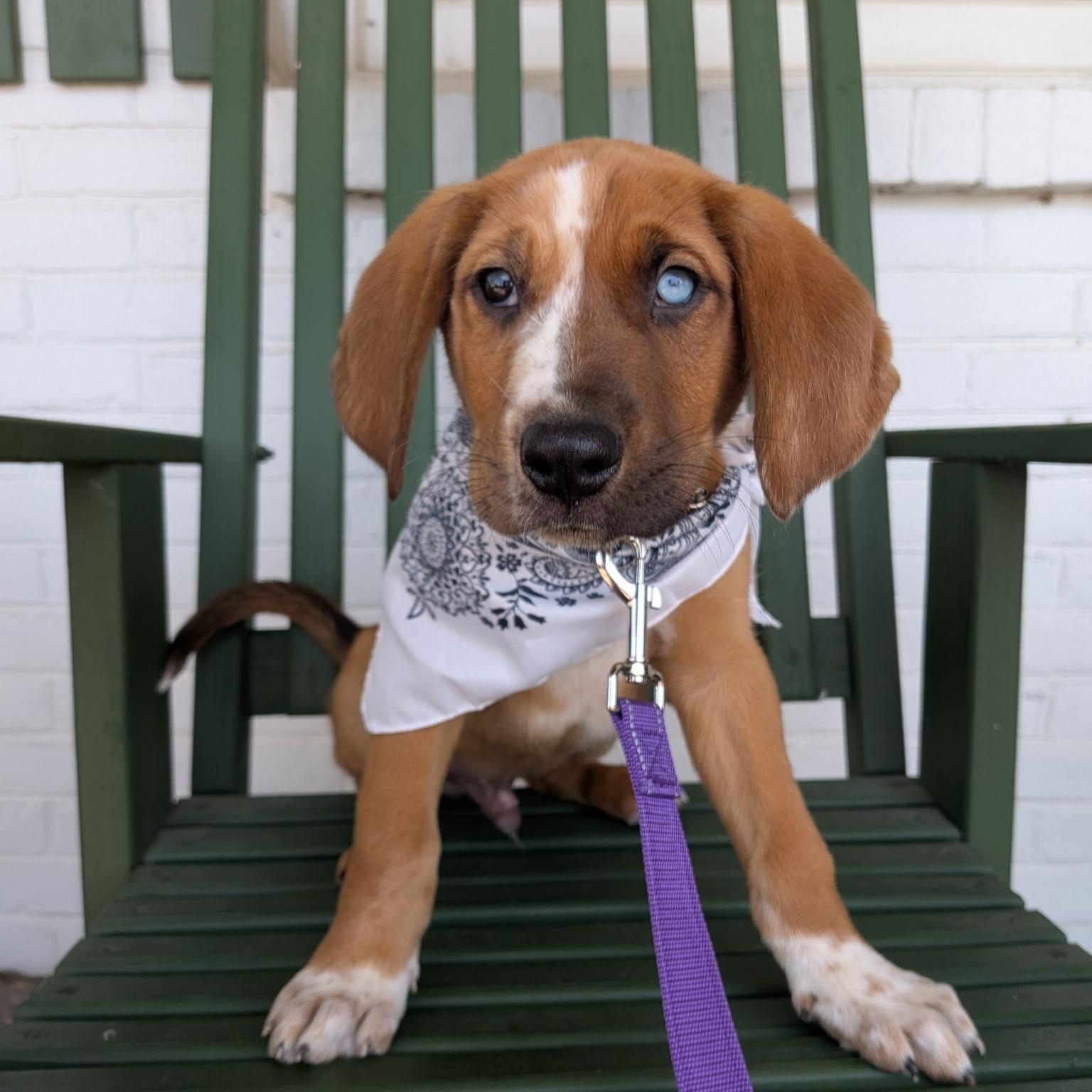 Enlarge Sully , a ADOPTABLE mixed breed in Spring hill, TN image 1/5