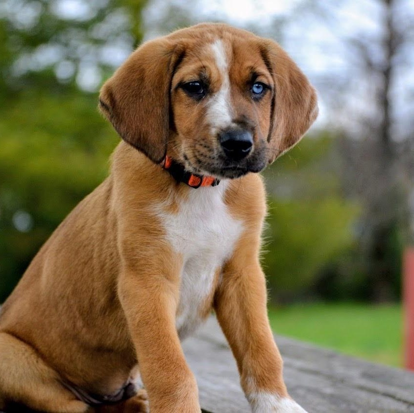 Enlarge Sully , a ADOPTABLE mixed breed in Spring hill, TN image 3/5
