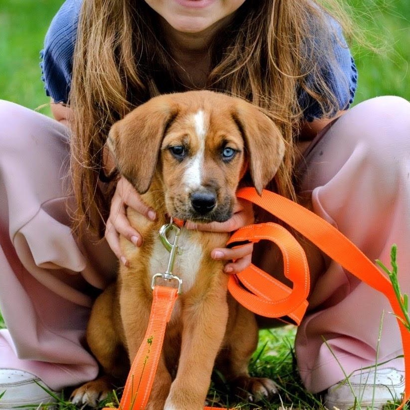 Enlarge Sully , a ADOPTABLE mixed breed in Spring hill, TN image 4/5