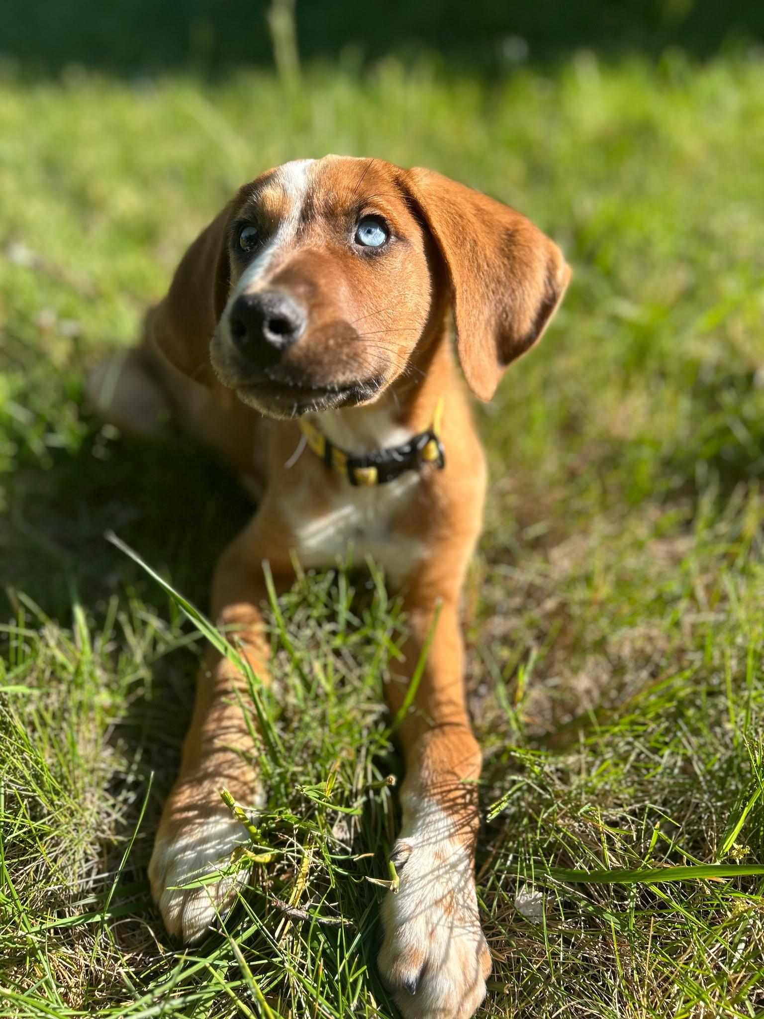 Enlarge Sully , a ADOPTABLE mixed breed in Spring hill, TN image 6/6
