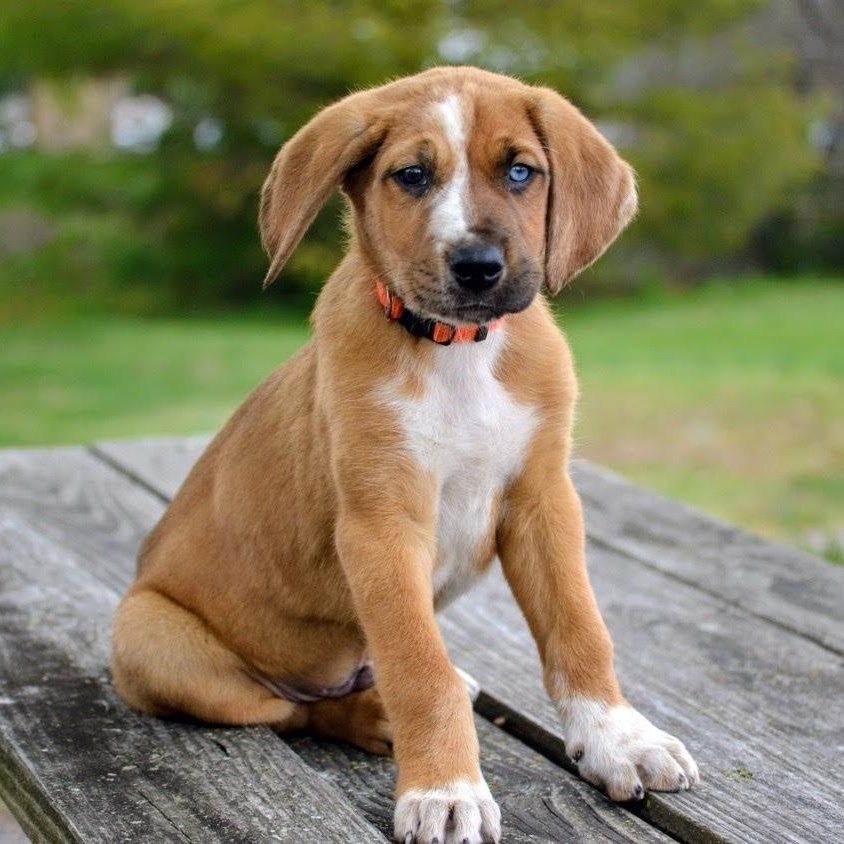 Enlarge Sully , a ADOPTABLE mixed breed in Spring hill, TN image 2/5