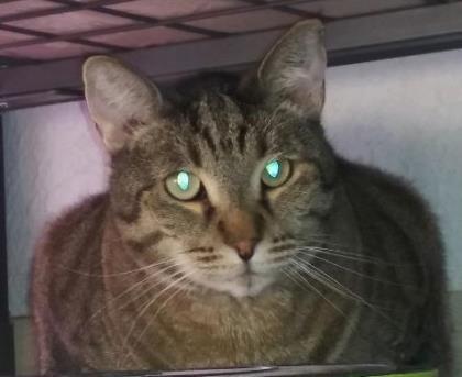 Leo, Adoptable, Adult Male Domestic Short Hair & Domestic Short Hair.