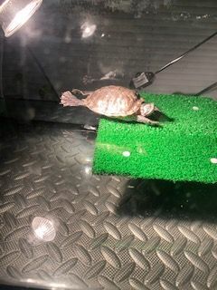 Shock, Adopted, Young Female Yellow-Bellied Slider.