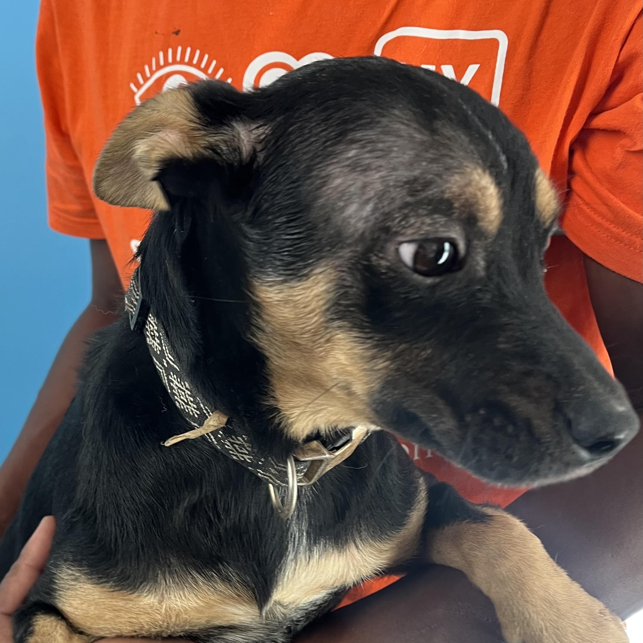 Enlarge Hannah - Local Dec 19-21, a Adoptable mixed breed in Beaverton , OR image 5/5