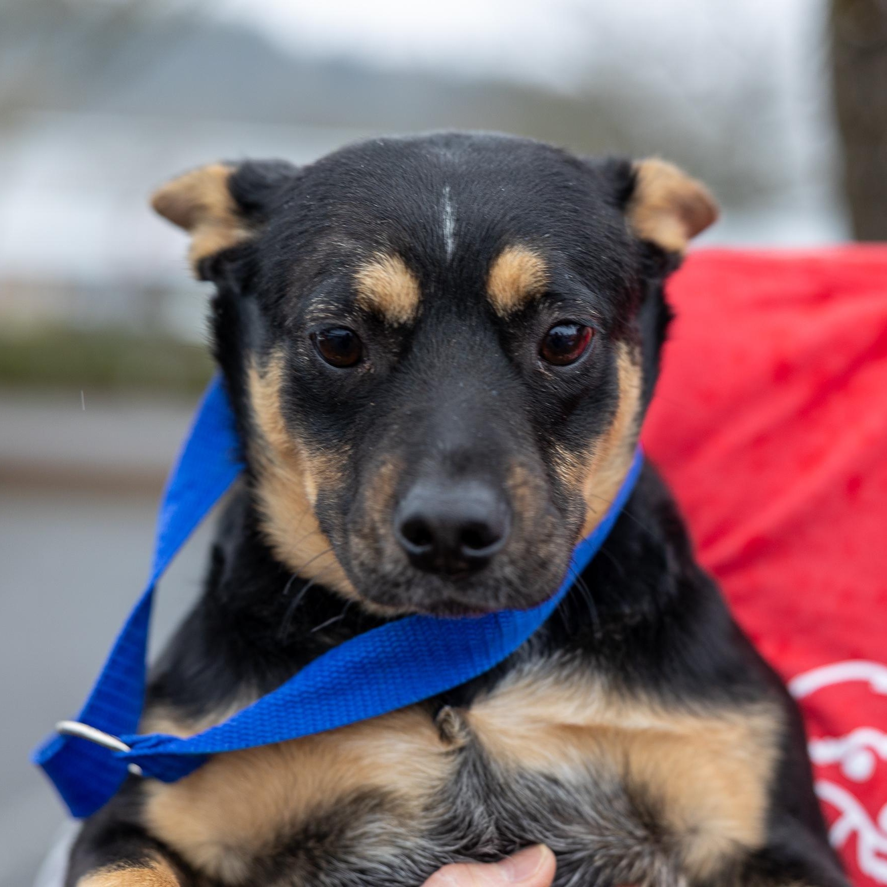 Enlarge Hannah - Local April 24-26, an adoptable mixed breed in Gresham, OR image 4/4