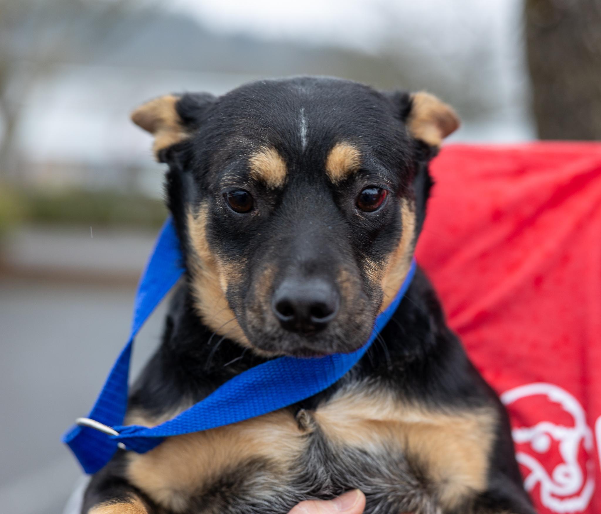 Enlarge Hannah - Local April 10-12, an adoptable mixed breed in North Smithfield, RI image 4/4