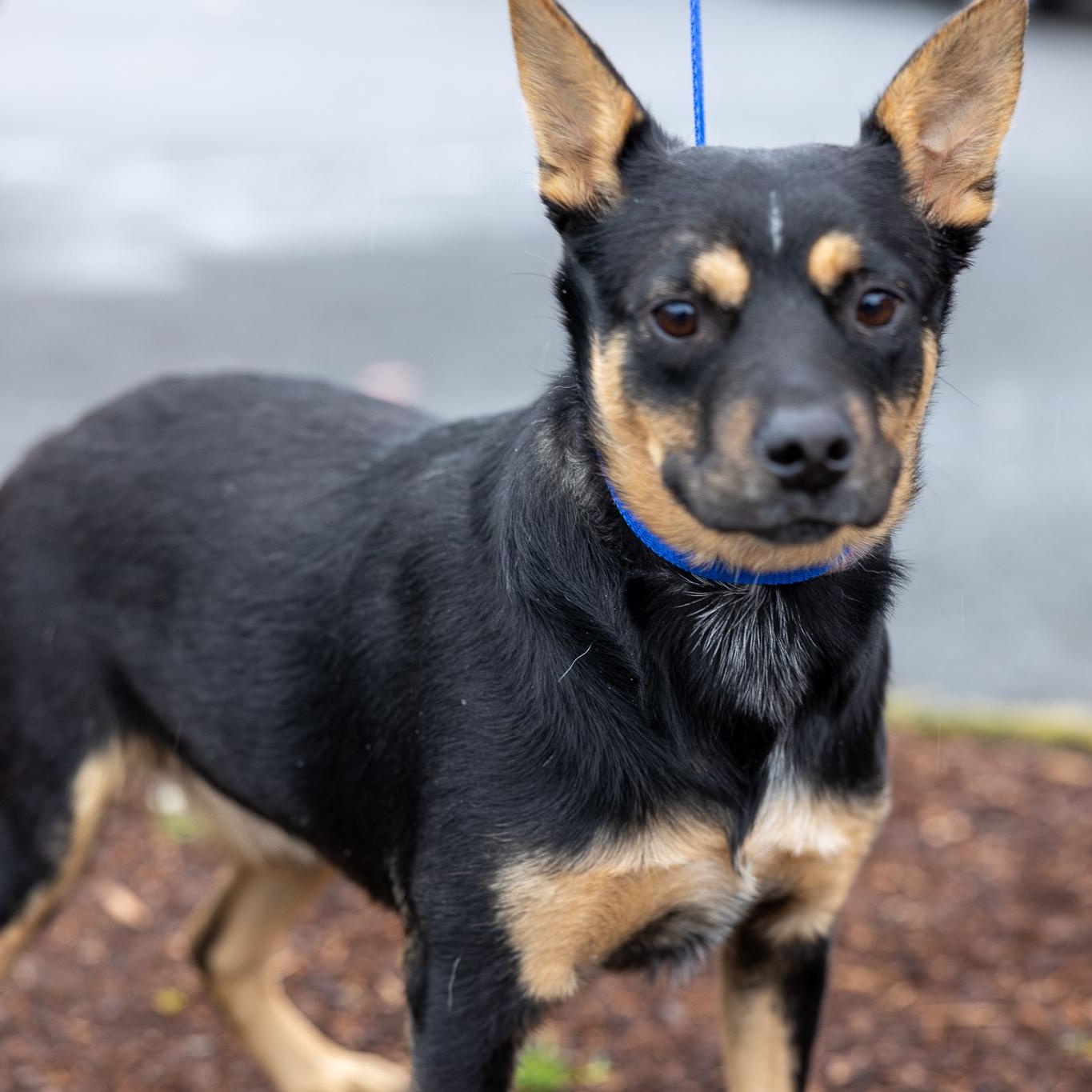 Enlarge Hannah - Local April 10-12, an adoptable mixed breed in North Smithfield, RI image 1/4