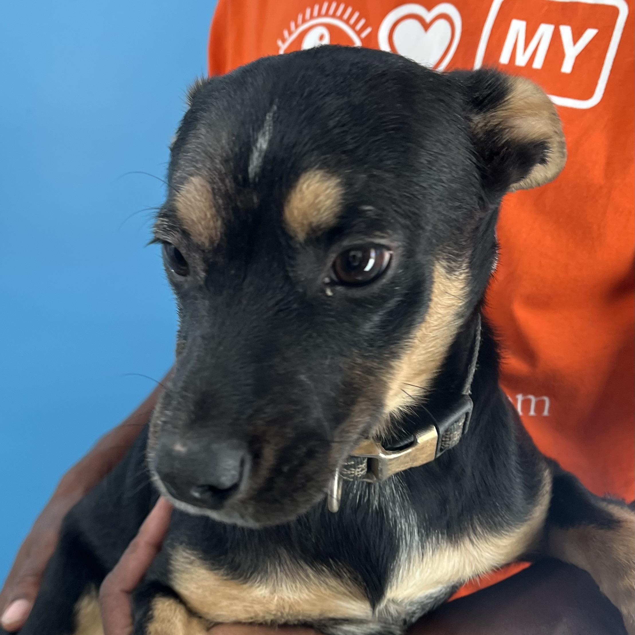 Enlarge Hannah - Local Dec 19-21, a Adoptable mixed breed in Beaverton , OR image 1/5