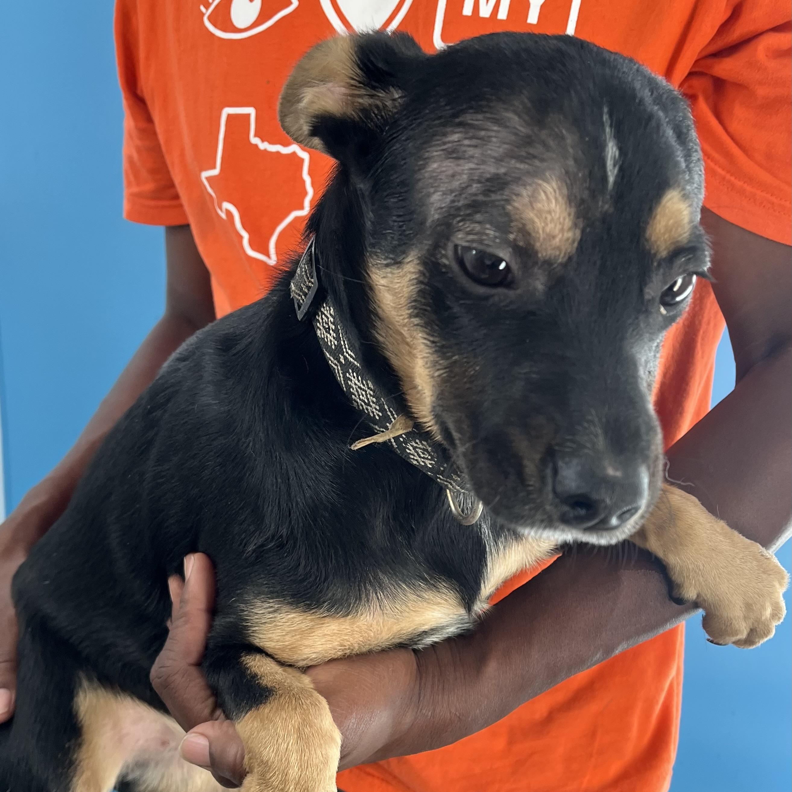 Enlarge Hannah - Local Dec 19-21, a Adoptable mixed breed in Beaverton , OR image 2/5