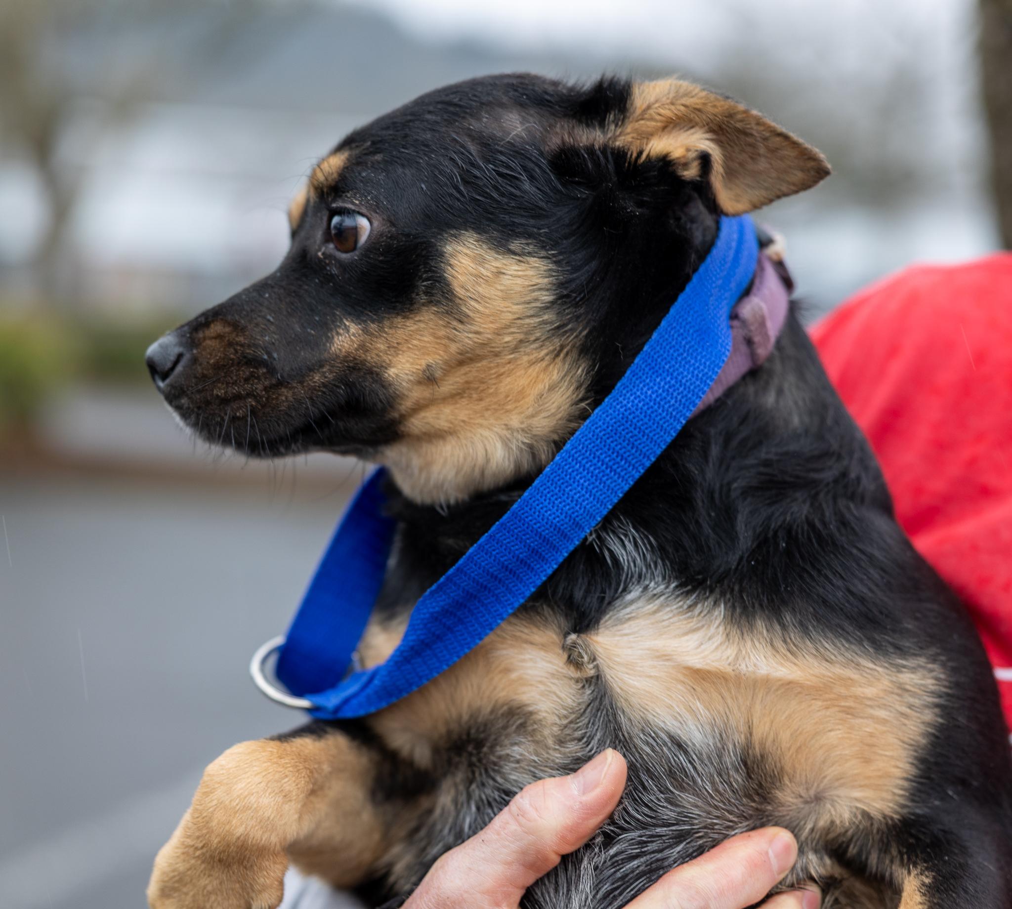 Enlarge Hannah - Local April 10-12, an adoptable mixed breed in North Smithfield, RI image 3/4