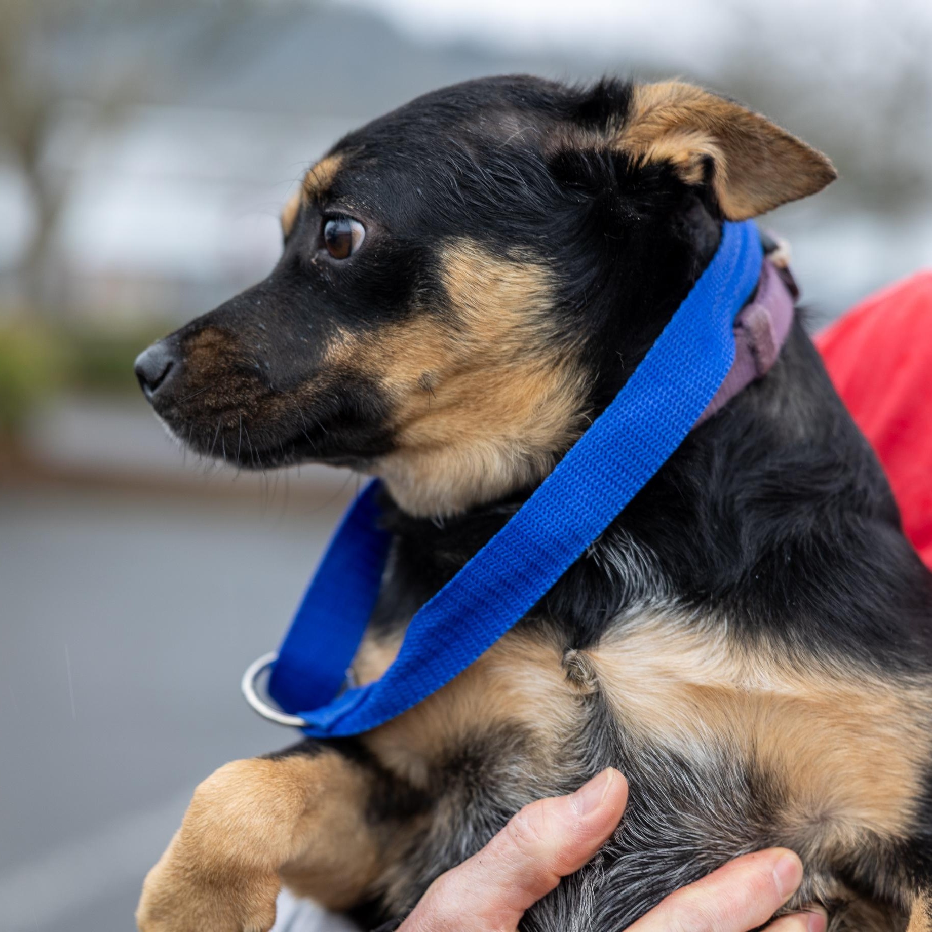 Enlarge Hannah - Local April 24-26, an adoptable mixed breed in Gresham, OR image 3/4