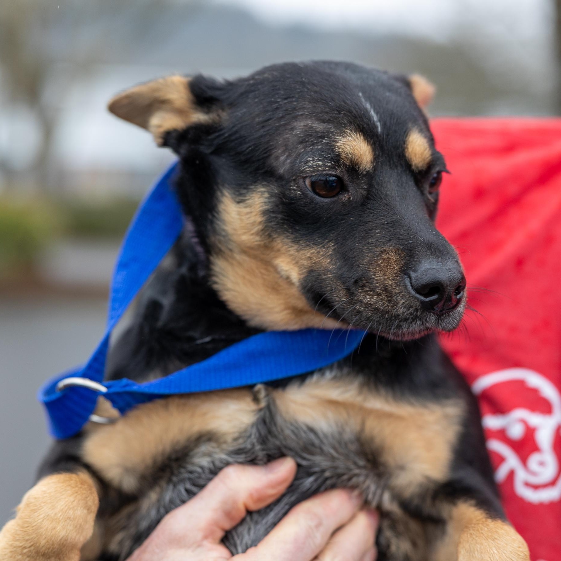 Enlarge Hannah - Local April 24-26, an adoptable mixed breed in Gresham, OR image 2/4