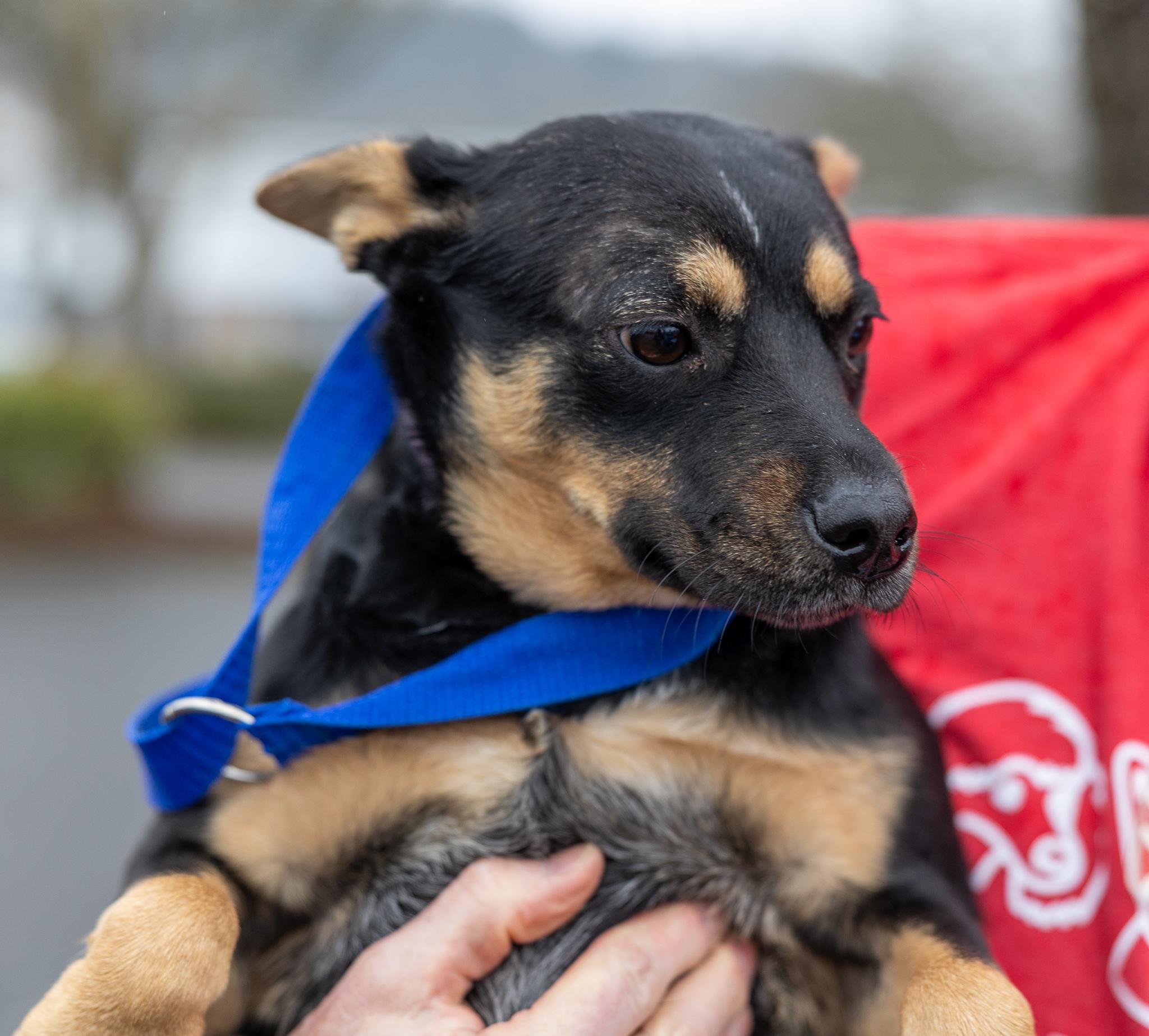 Enlarge Hannah - Local April 10-12, an adoptable mixed breed in North Smithfield, RI image 2/4