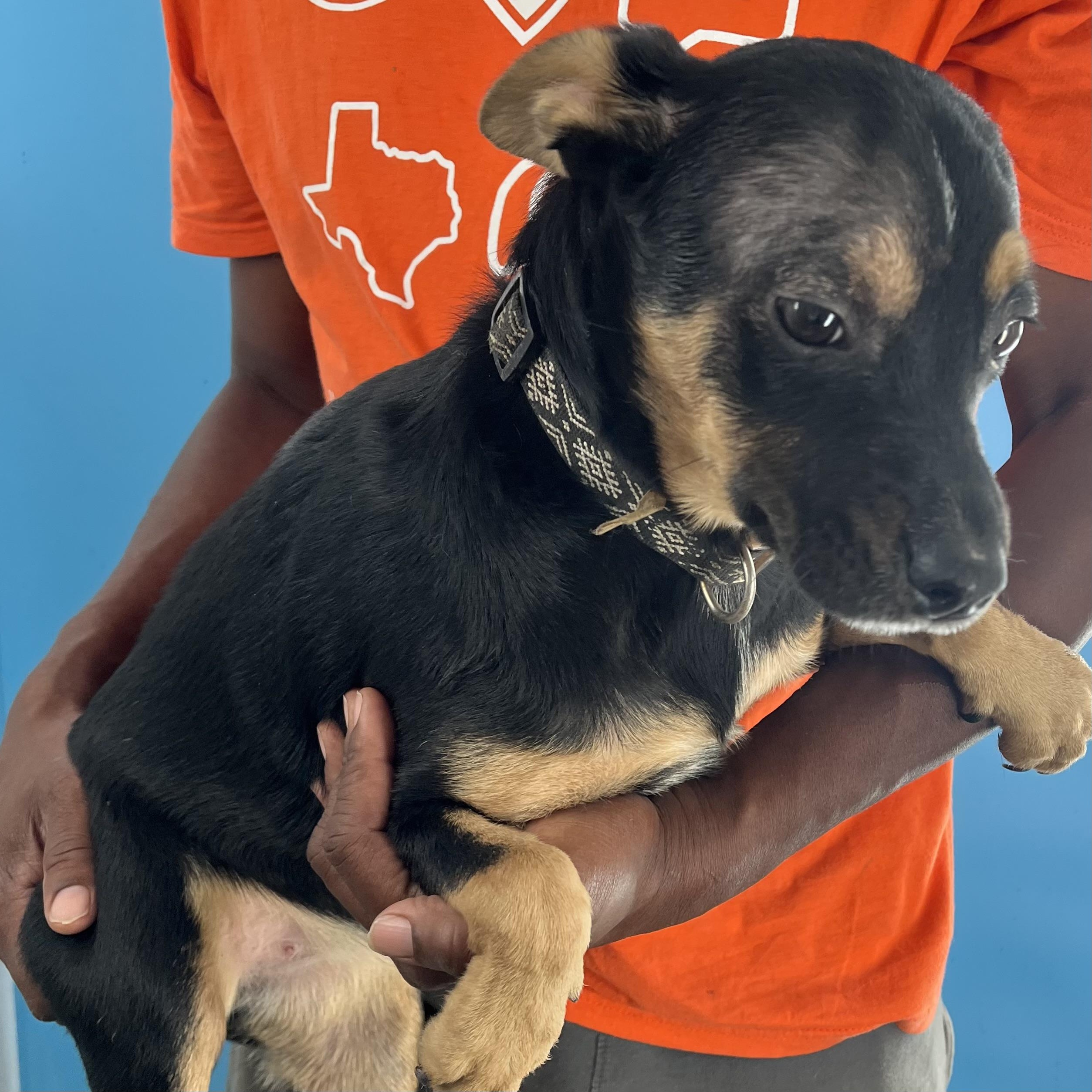 Enlarge Hannah - Local Dec 19-21, a Adoptable mixed breed in Beaverton , OR image 4/5