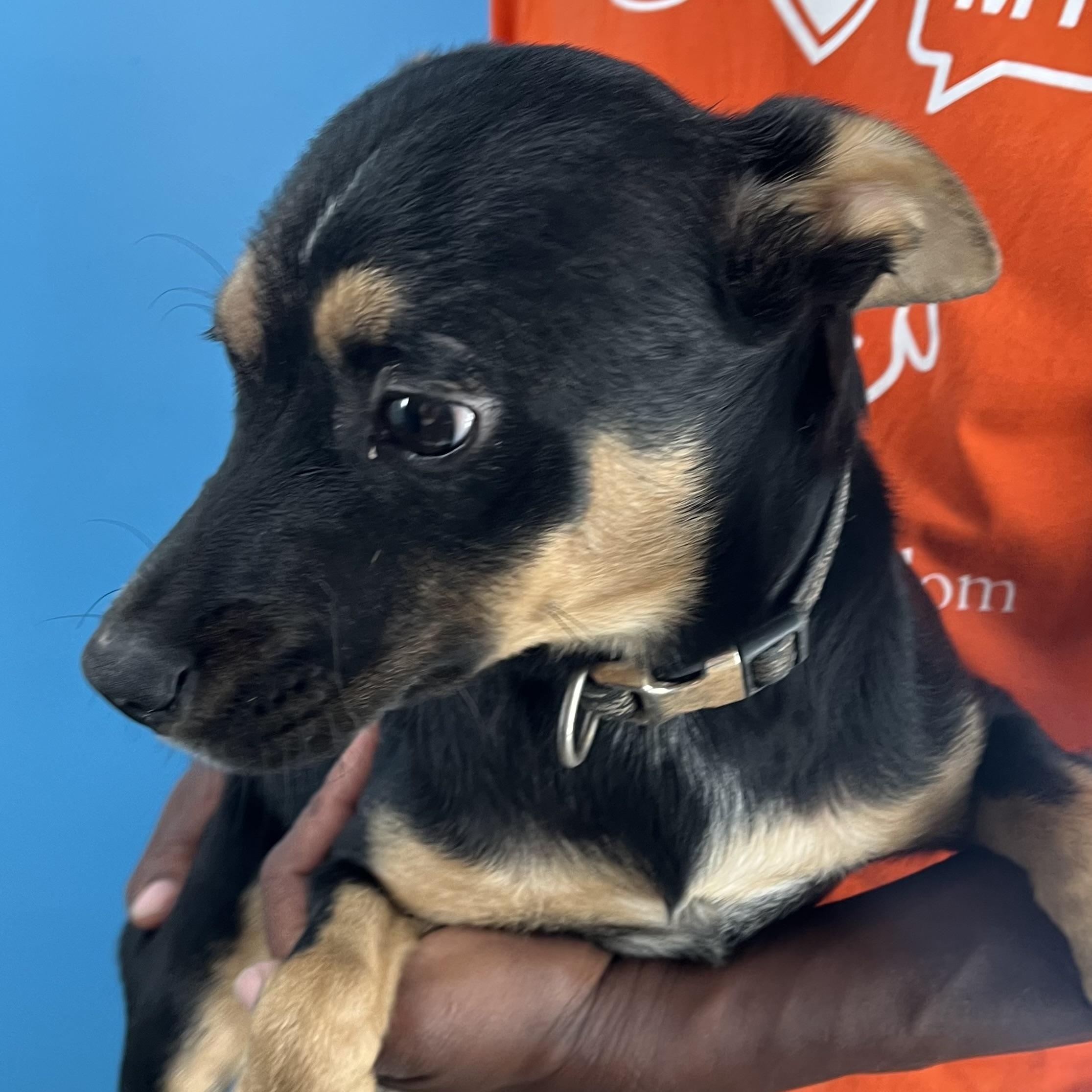 Enlarge Hannah - Local Dec 19-21, a Adoptable mixed breed in Beaverton , OR image 3/5