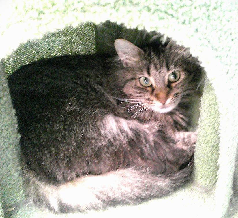 METRO, ADOPTABLE, Adult Female Domestic Long Hair.