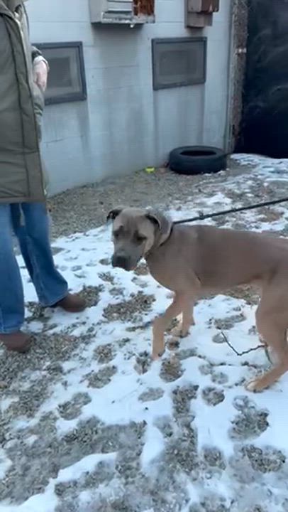 Enlarge Sasha , a Adoptable mixed breed in East Orange, NJ video 2/2