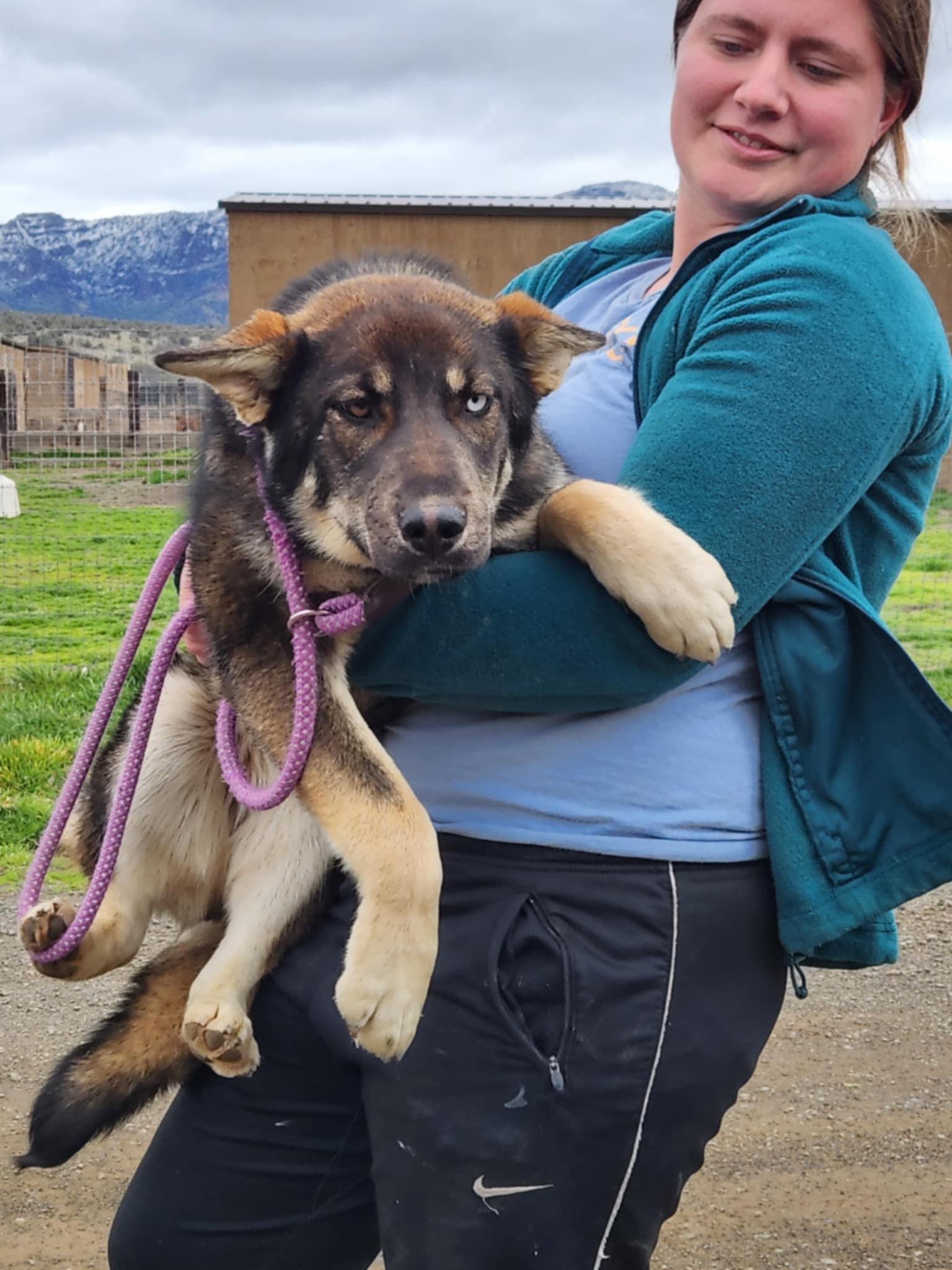 Naya, an adoptable German Shepherd Dog, Husky in Missoula, MT, 59803 | Photo Image 6