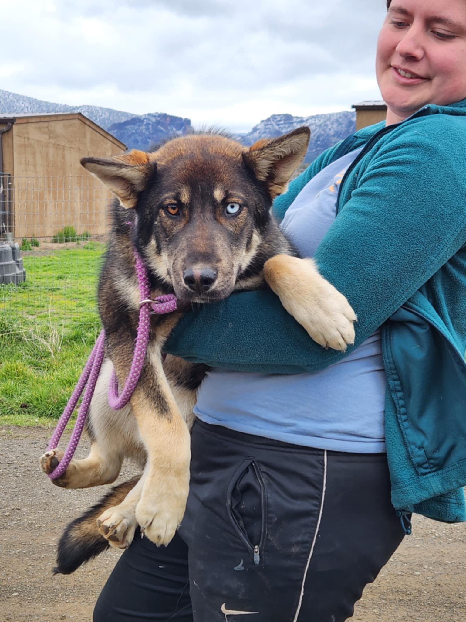 Naya, an adoptable German Shepherd Dog, Husky in Missoula, MT, 59803 | Photo Image 4