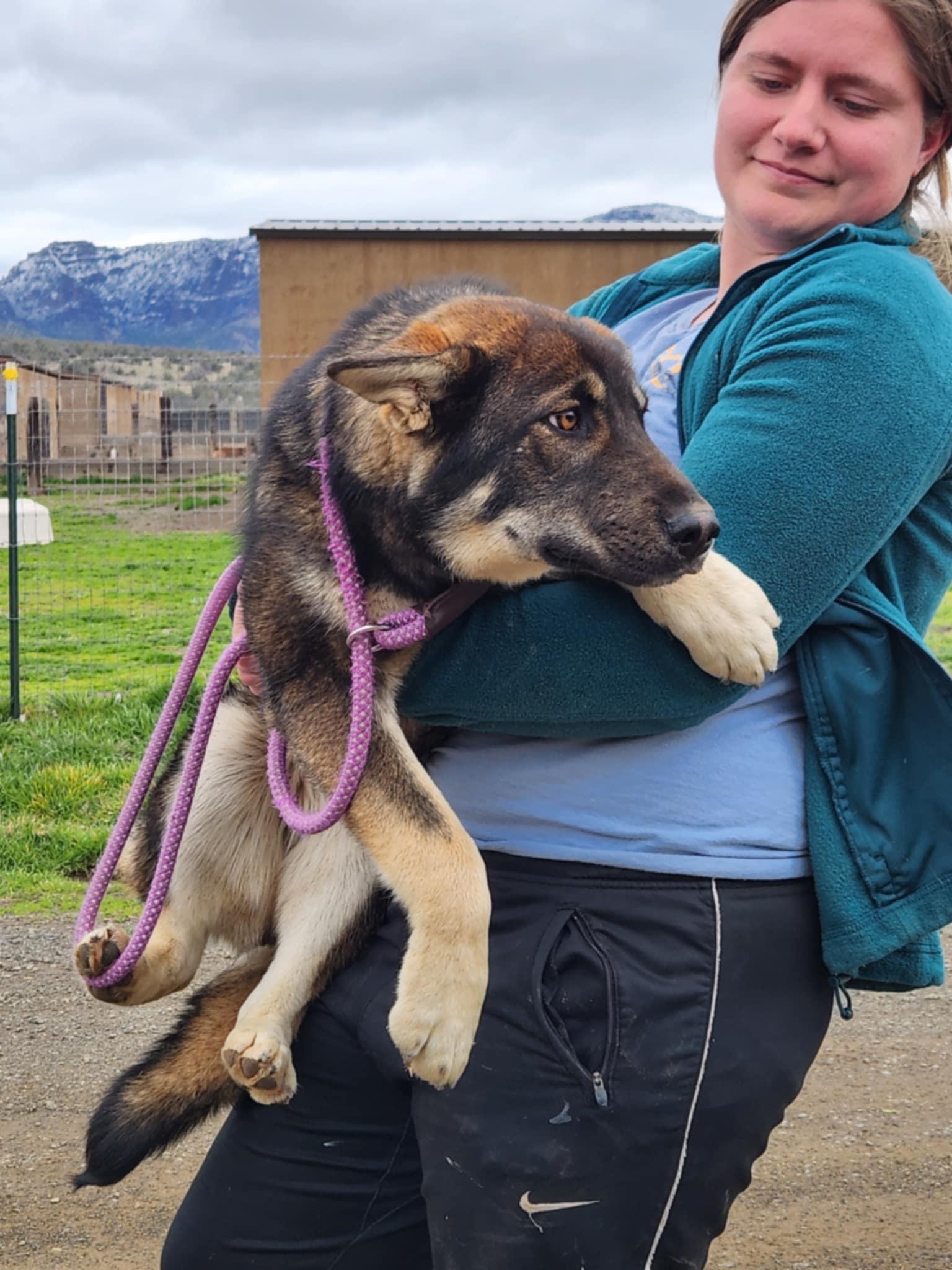 Naya, a Adopted mixed breed in Missoula, MT image 3/6