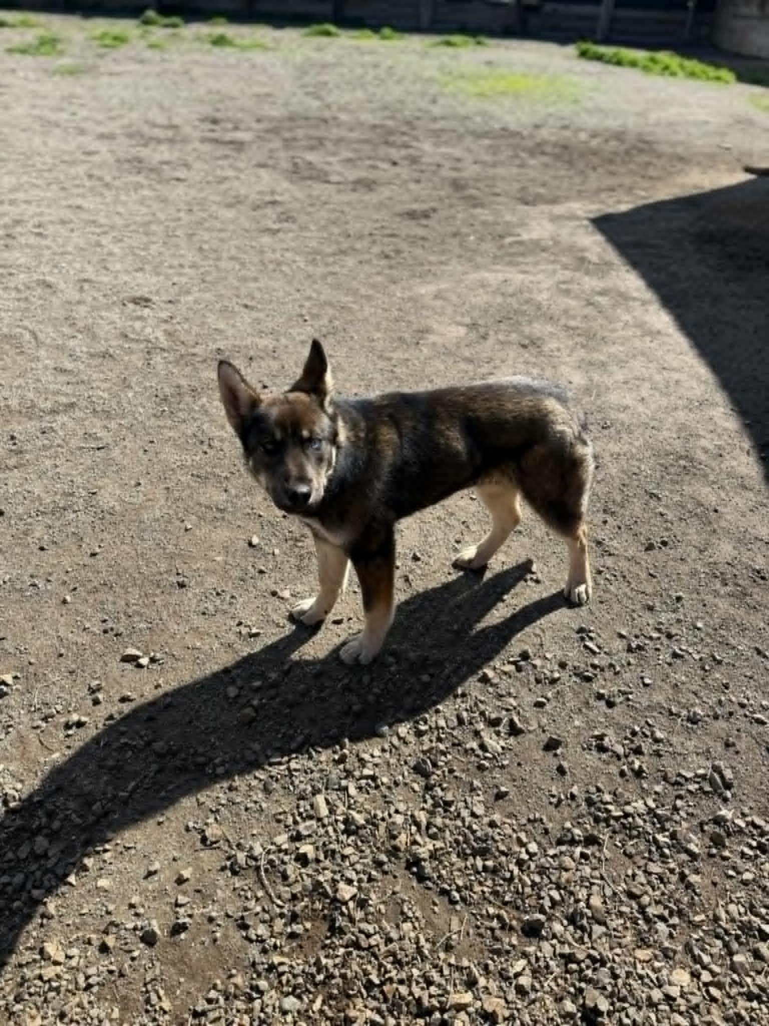 Naya, a Adopted mixed breed in Missoula, MT image 1/6
