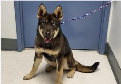 Naya, Young Female German Shepherd Dog