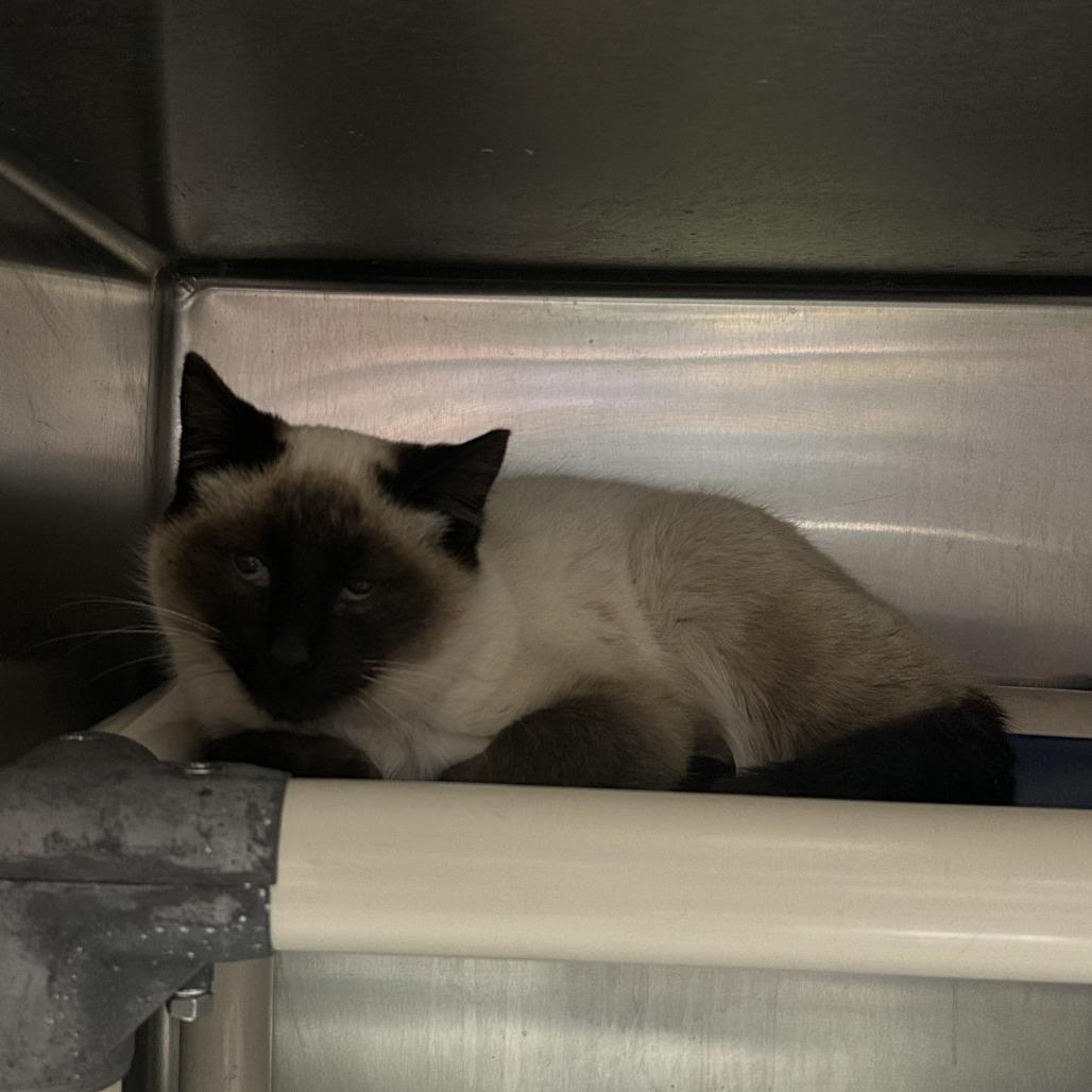 Enlarge David Bowie, a Adoptable Domestic Short Hair in Cheyenne, WY image 1/2