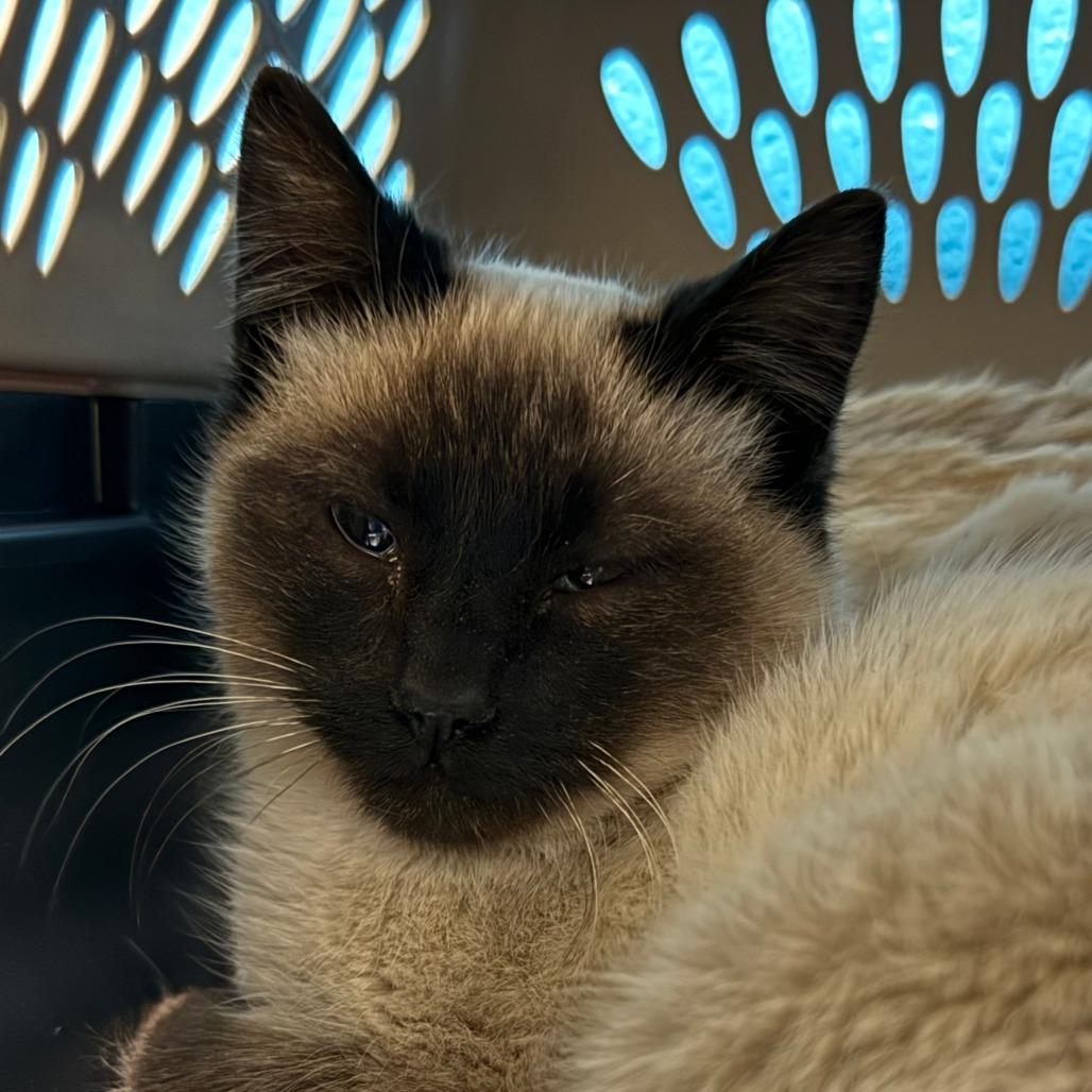 Enlarge David Bowie, a Adoptable Domestic Short Hair in Cheyenne, WY image 2/2