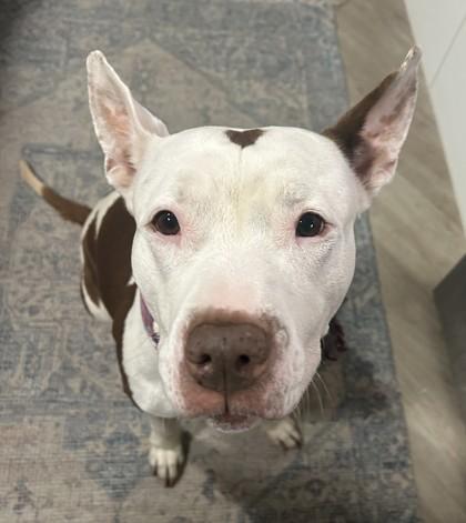 Enlarge Zoe, a Adoptable mixed breed in Cleveland, OH image 1/3