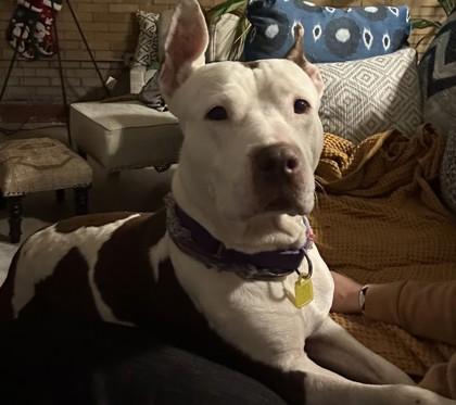 Enlarge Zoe, a Adoptable mixed breed in Cleveland, OH image 2/3