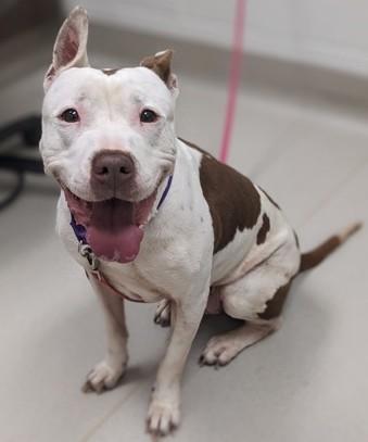 Enlarge Zoe, a Adoptable mixed breed in Cleveland, OH image 3/3