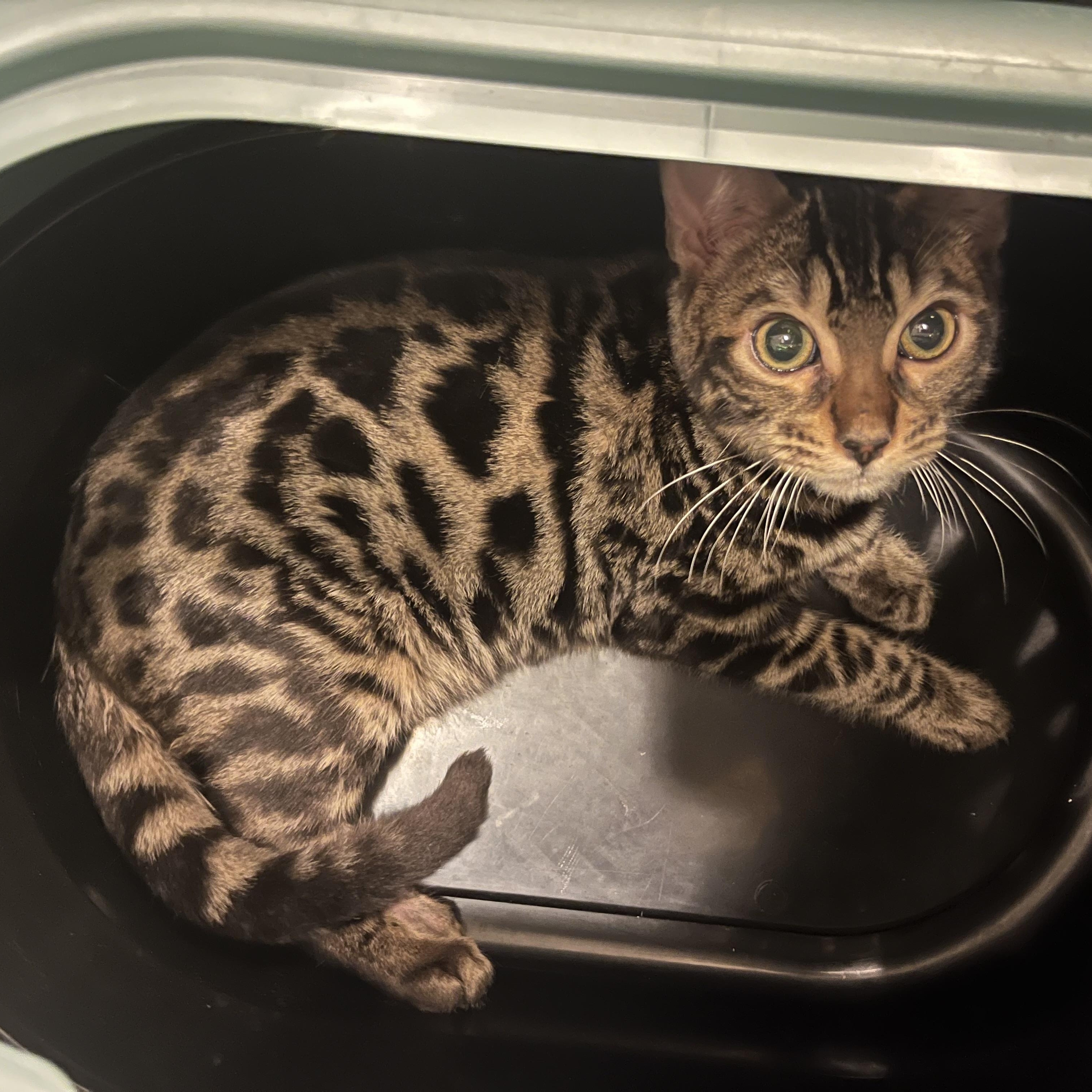 Enlarge Pogo, an adopted Bengal in Santa Ana, CA image 2/4