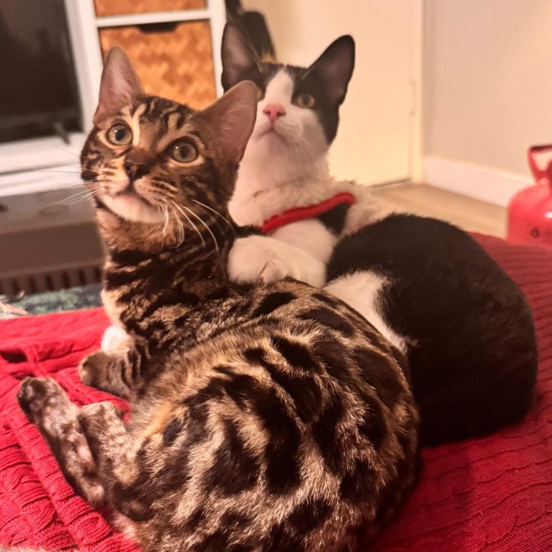 Enlarge Pogo, an adopted Bengal in Santa Ana, CA image 3/4