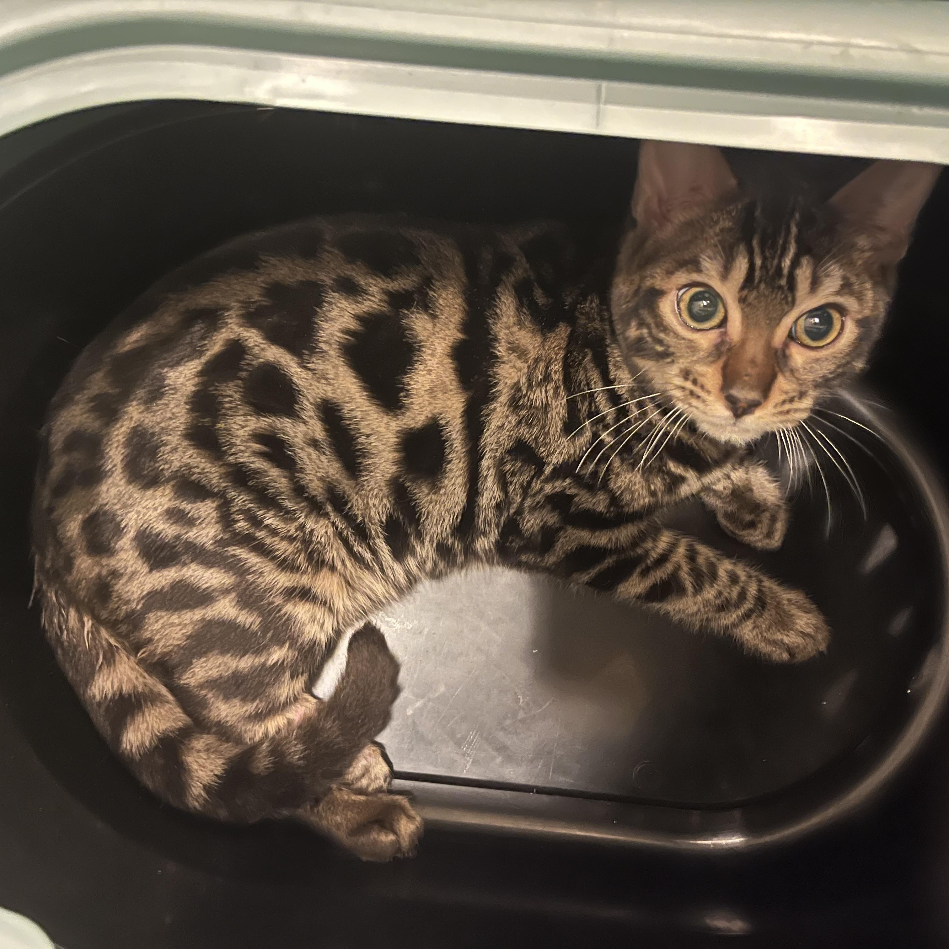 Enlarge Pogo, an adopted Bengal in Santa Ana, CA image 1/4