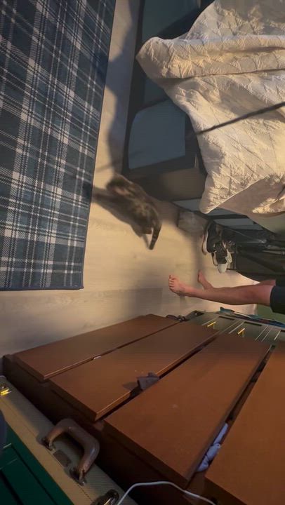 Enlarge Pogo, an adopted Bengal in Santa Ana, CA video 4/4