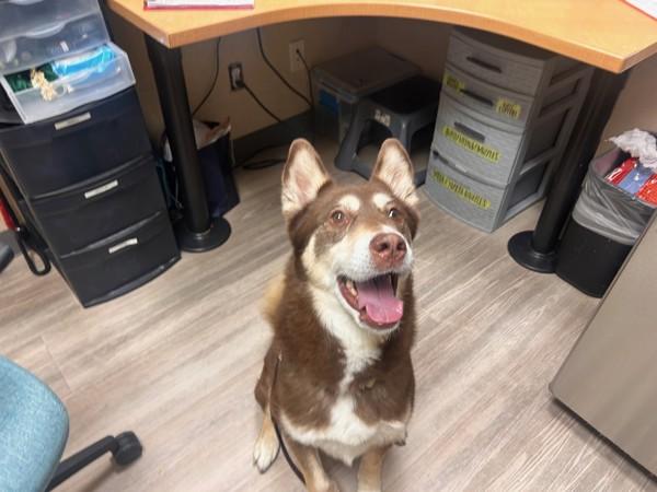 Kola, Adoptable, Senior Female Siberian Husky.