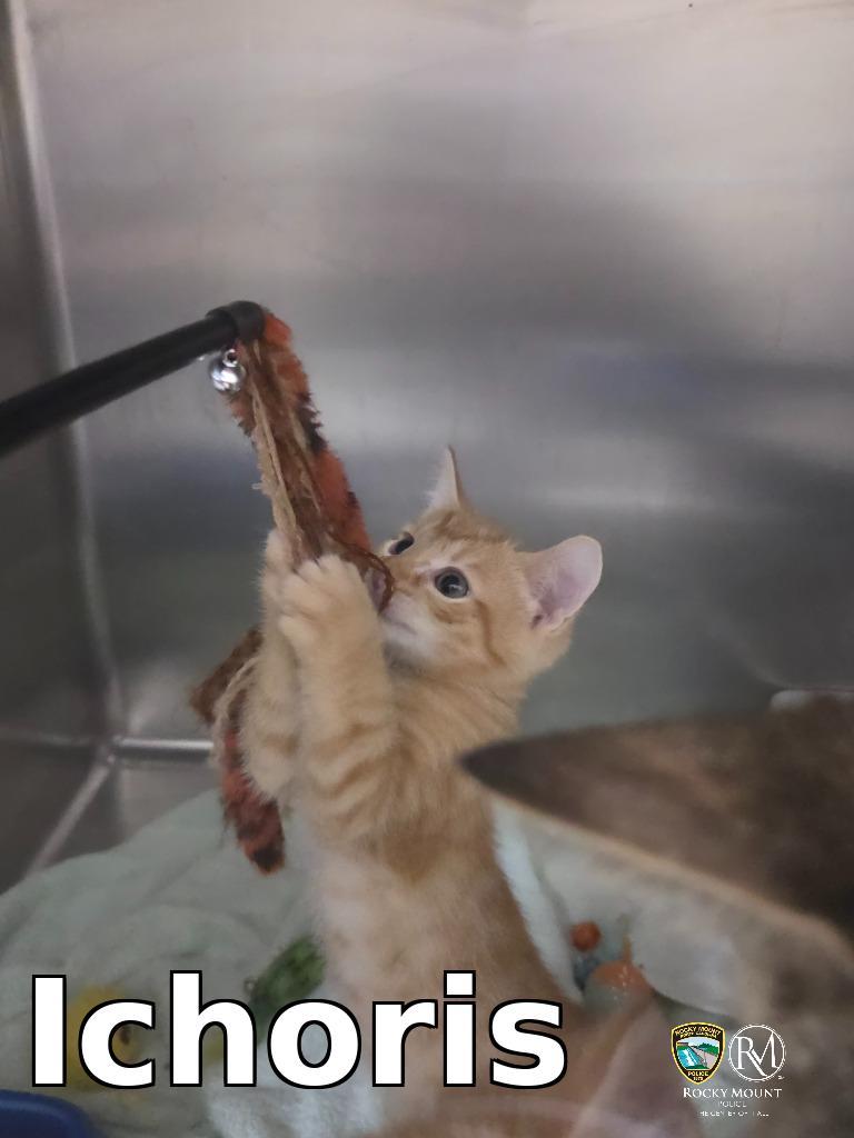 Ichoris, Adoptable, Adult Male Domestic Short Hair.