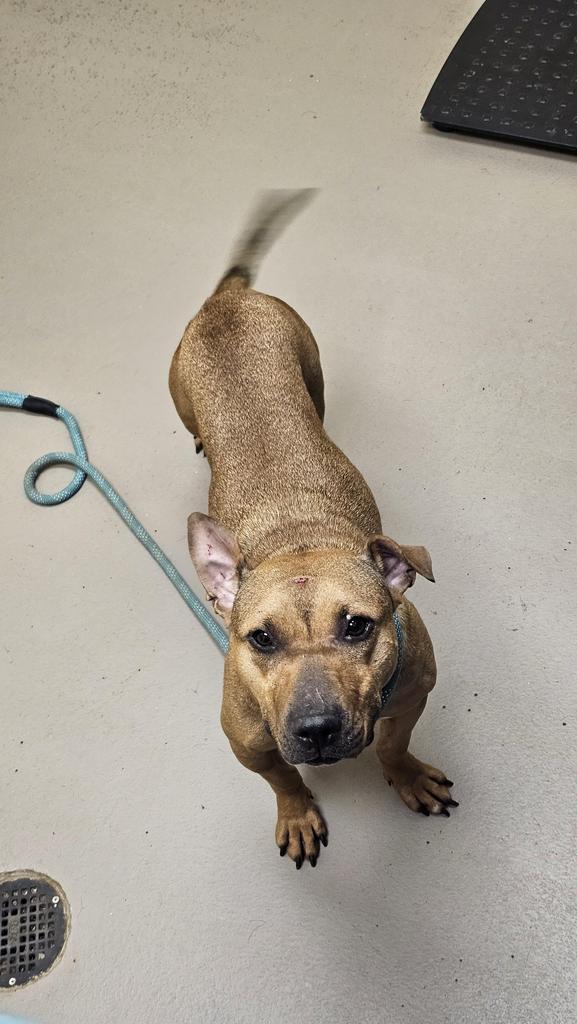 Enlarge Layne Wiggle Bottom (SPAYED), a Adoptable American Bulldog in Crossville, TN image 1/2