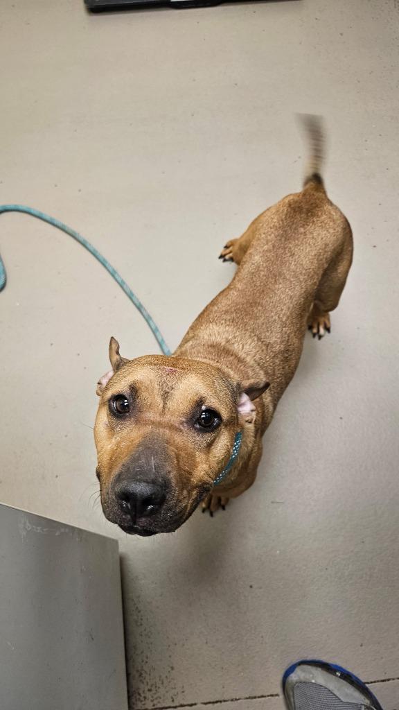 Layne Wiggle Bottom, Adoptable, Adult Female American Bulldog.