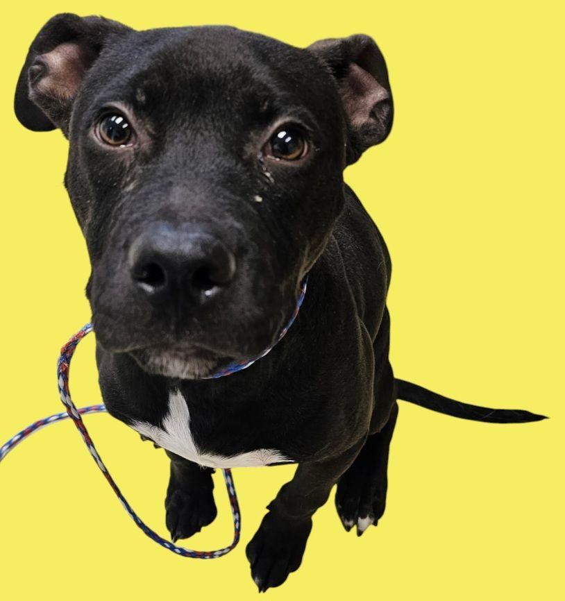 Blitz, Baby Male Pit Bull Terrier
