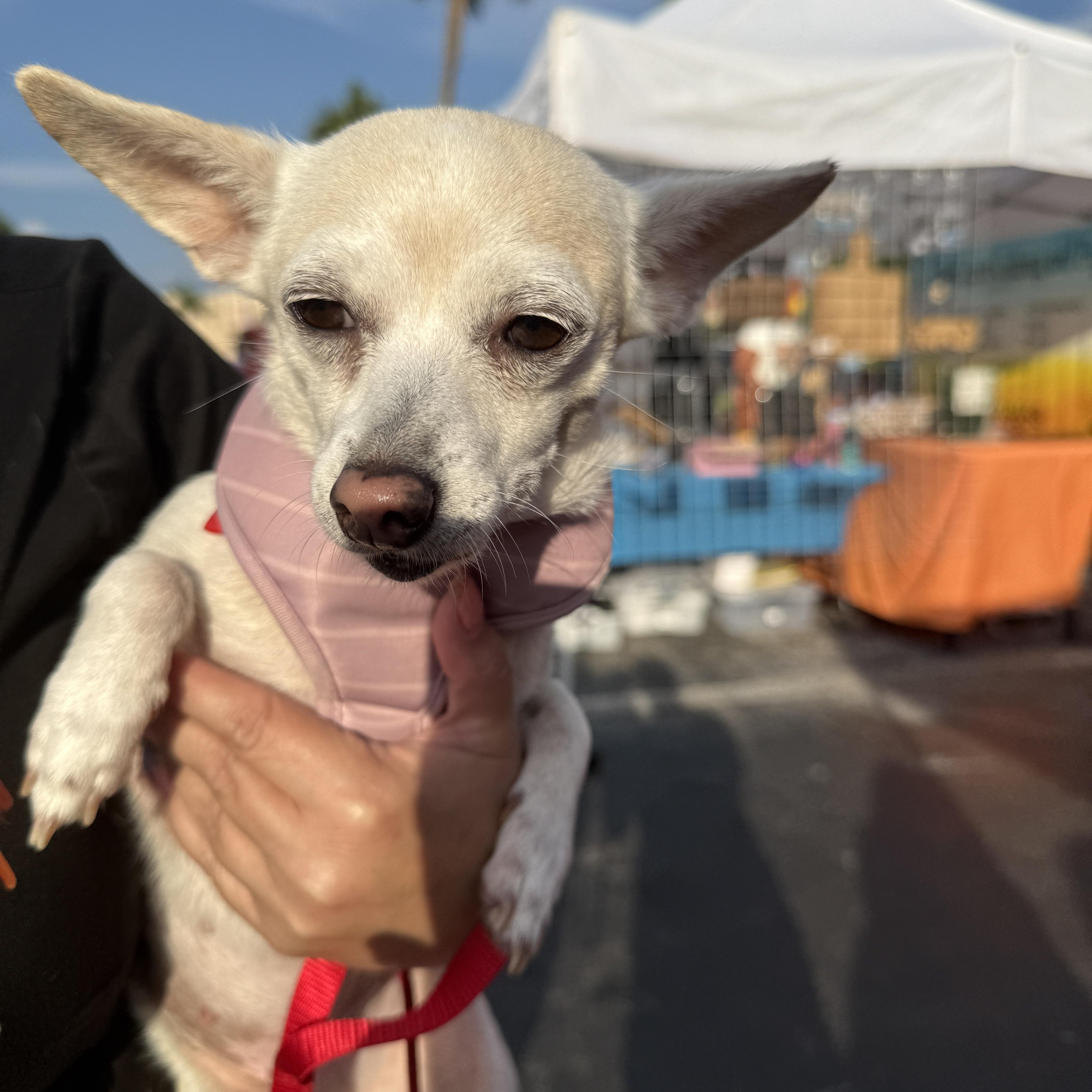Tilly, Adopted, Senior Female Chihuahua.