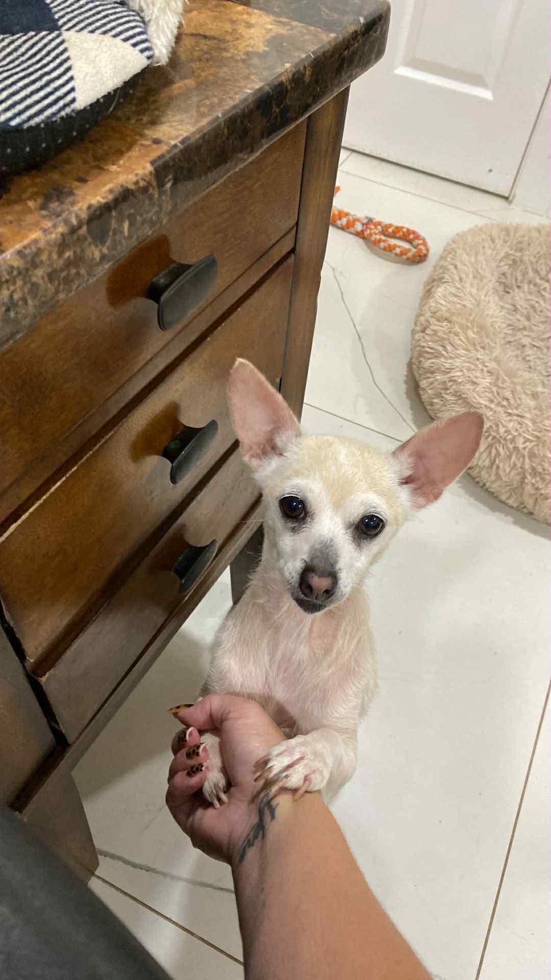 Tilly, Adopted, Senior Female Chihuahua.