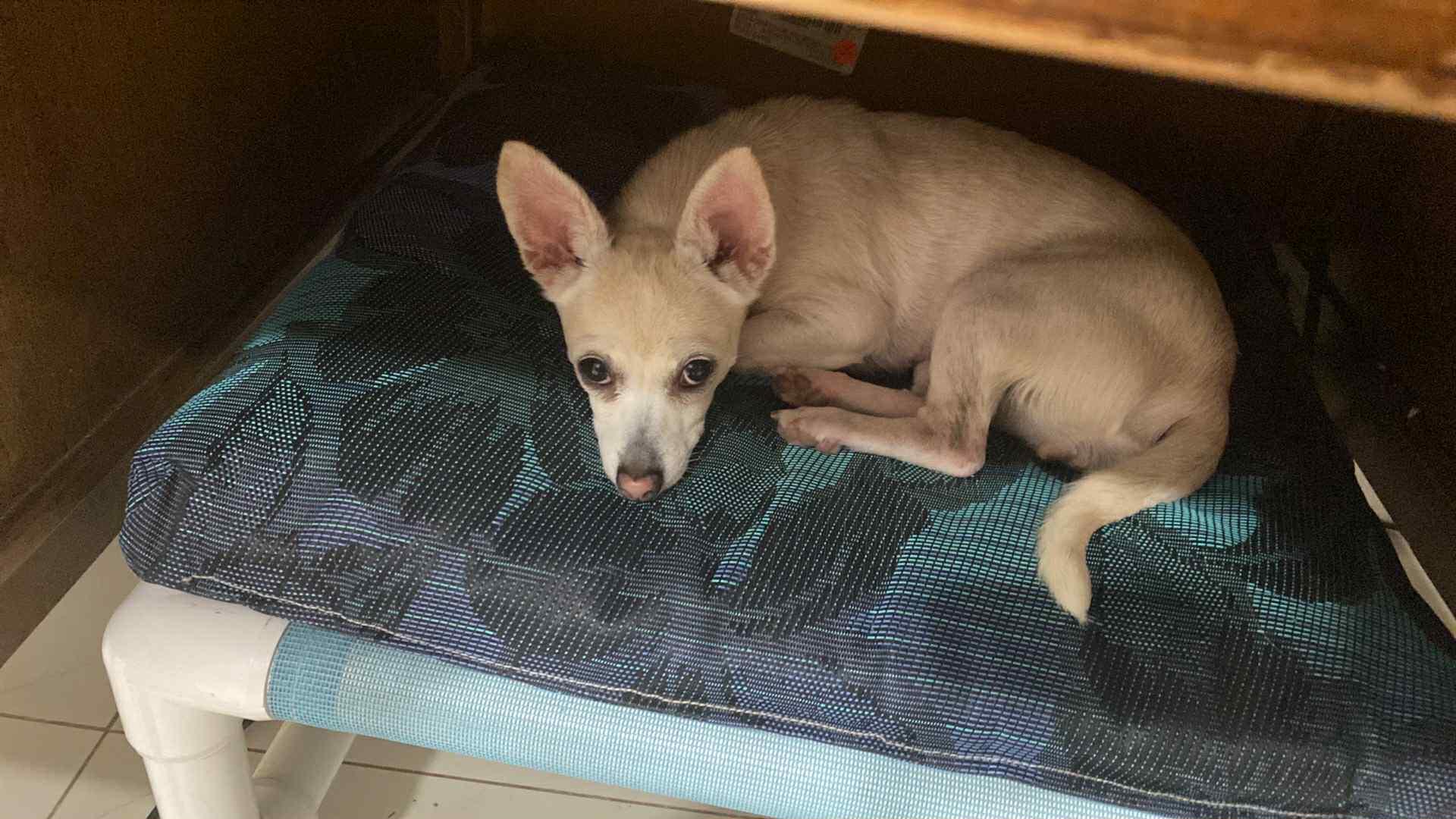 Enlarge Tilly, a Adopted Chihuahua in LEHIGH ACRES, FL image 3/6