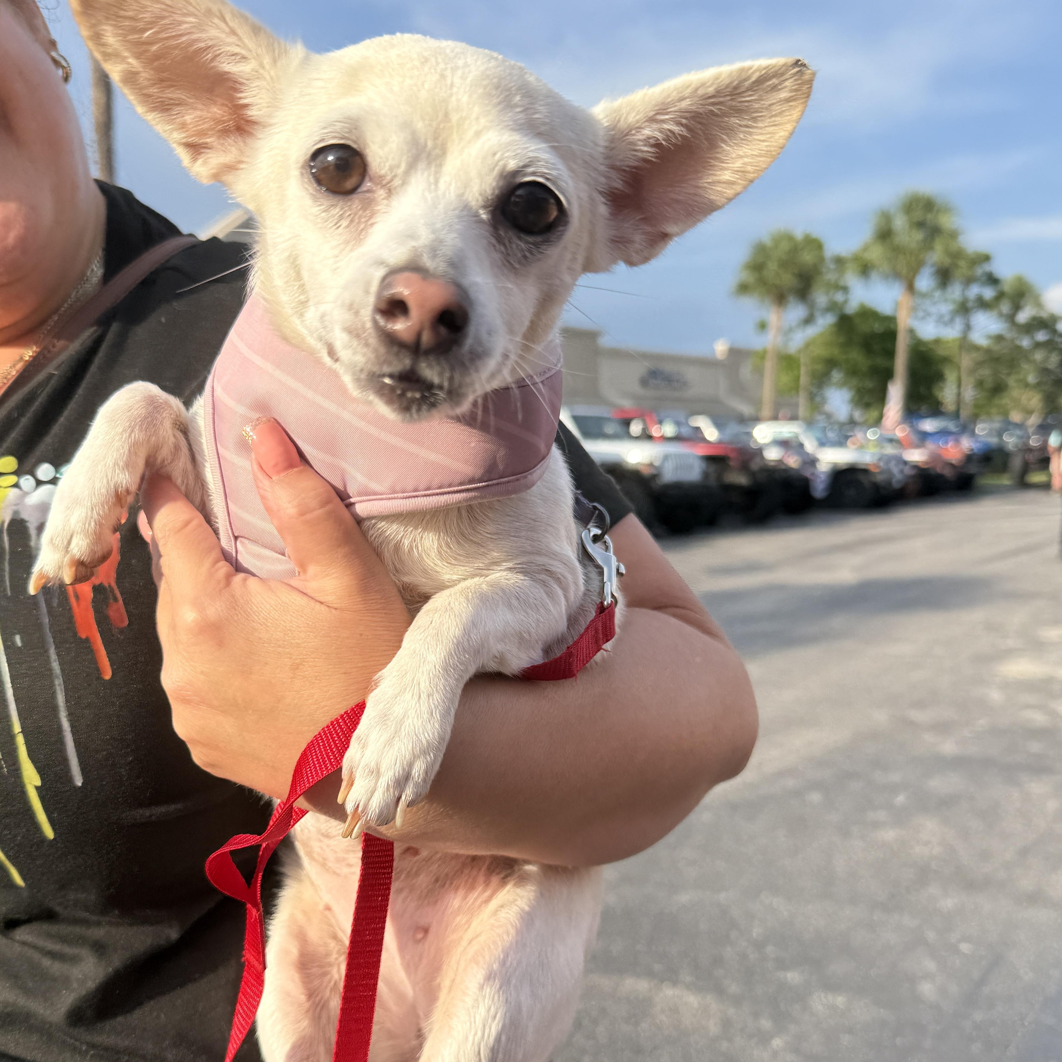 Enlarge Tilly, a Adopted Chihuahua in LEHIGH ACRES, FL image 4/6