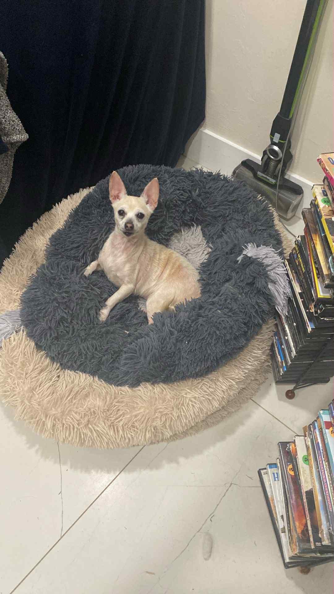 Enlarge Tilly, a Adopted Chihuahua in LEHIGH ACRES, FL image 5/6