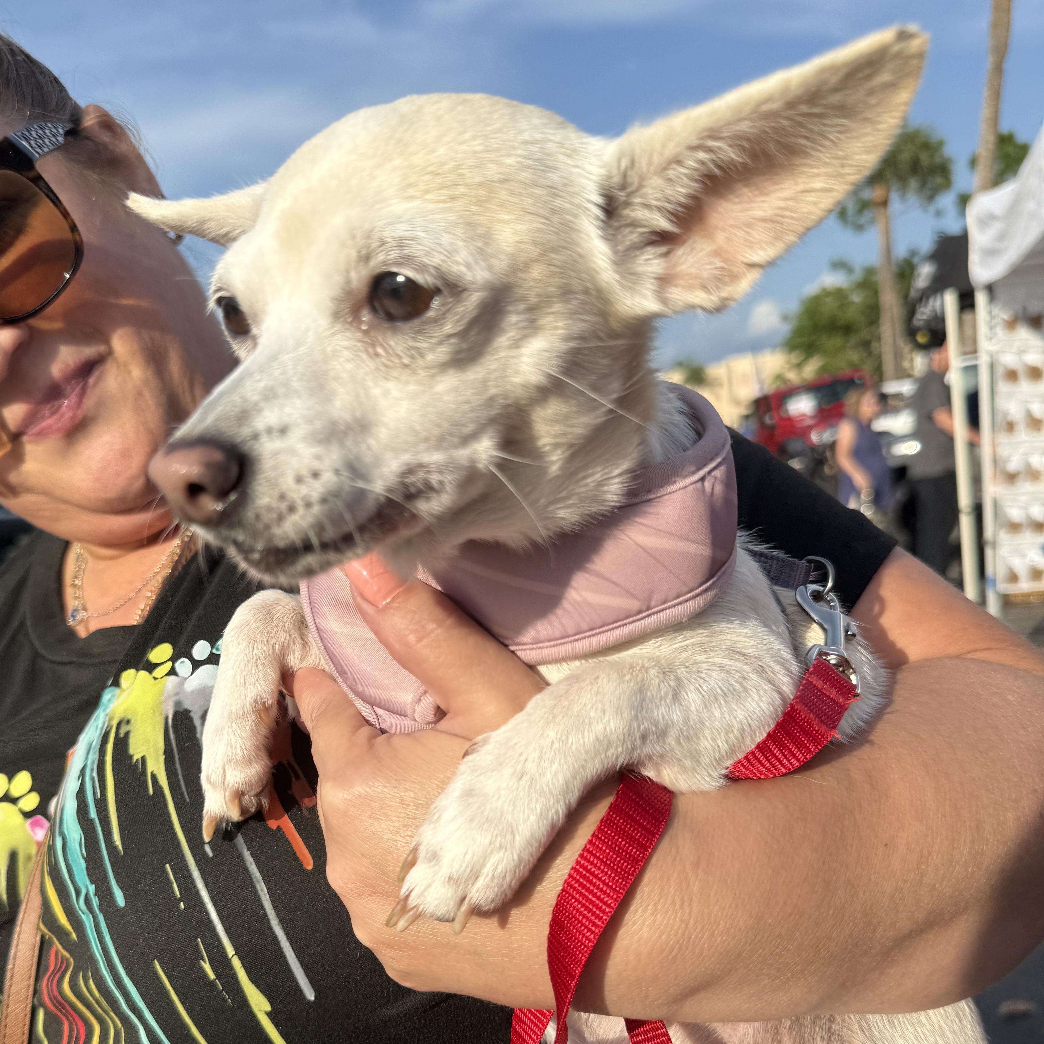 Enlarge Tilly, a Adopted Chihuahua in LEHIGH ACRES, FL image 6/6